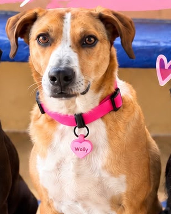 Wally, perro de Nariz Rosa